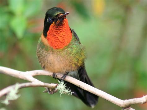 orange throated sunangel heliangelus mavors birds   world bird species green bodies