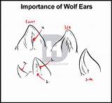Wolf Ears Sketch Drawing Paintingvalley sketch template