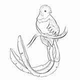 Quetzal Illustrazione Maschio Uccello Vectorified Inchiostro Incisione sketch template