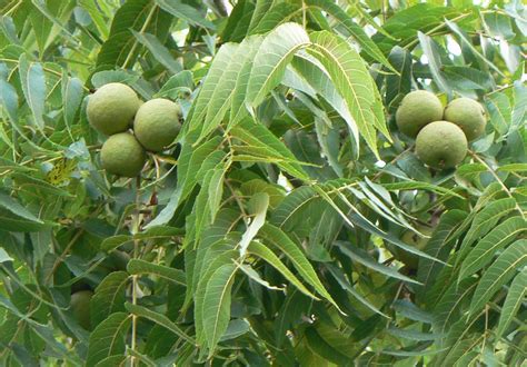 identifying  leaves  trees native  northwest iowa dickinson