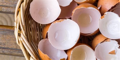 Ternyata Ini Khasiat Kulit Telur Untuk Kecantikan Informasi Fantastis