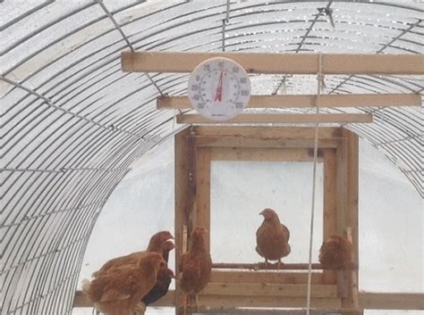 prepared homestead chicken heated greenhouse