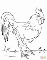 Coloring Rooster Pages Drawing Chicken Hen French Getdrawings Fighting Fight Printable 색칠하기 Albanysinsanity Adults Template Categories sketch template