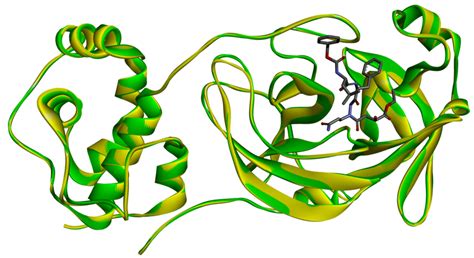 illustration   similarity  difference  protease