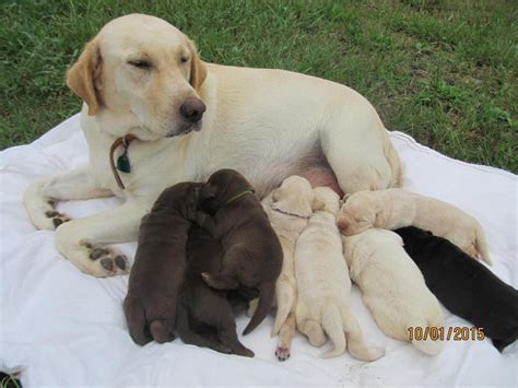 woods ferry labrador all of our puppies both male and female are