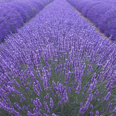 buy lavender lavandula angustifolia munstead  delivery  crocus