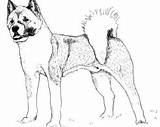 Akita Drawing Dog Getdrawings sketch template