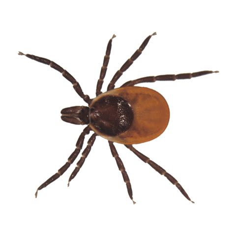 15 Things You Must Know About Ticks