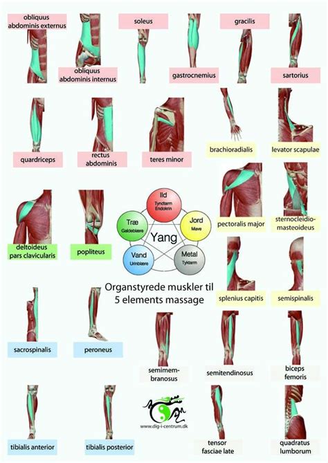 5 elements massage ogsÅ kaldet tao yin yang massage