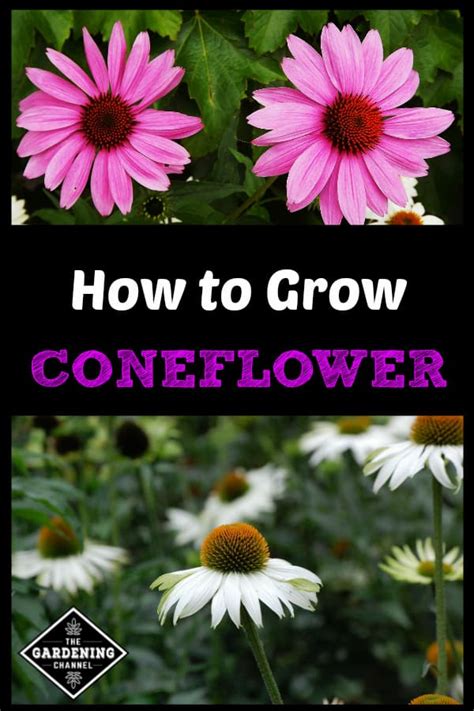grow coneflower gardening channel