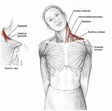 Neck Shoulder Stretches Exercises Tension Pain Shoulders Release Stretch Muscles Stretching Back Cuello Bamail Ba Head Posture Behind Side Exercise sketch template