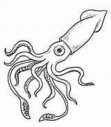 Squid Kraken Colossal sketch template