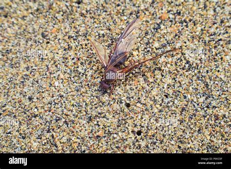 ants eye view stock  ants eye view stock images alamy