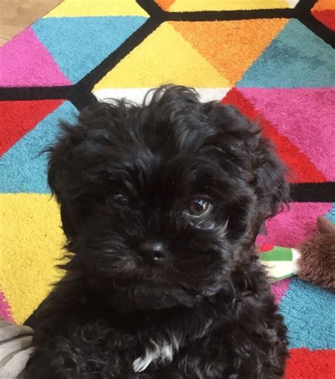 cutest  black male zuchon puppy  weeks   great