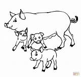 Coloring Pig Baby Pigs Mother Pages Printable Drawing sketch template