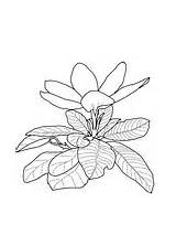 Gardenia Coloring Pages Printable sketch template