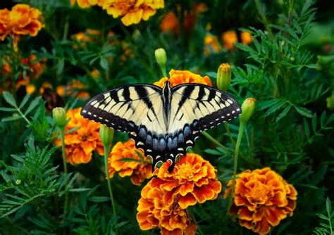 fakta unik bunga marigold  ternyata  manfaatnya  kulit