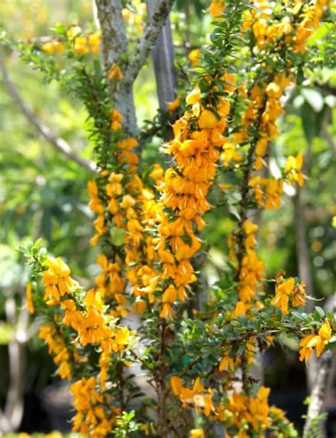 90 best flowering trees for florida by color and w photos