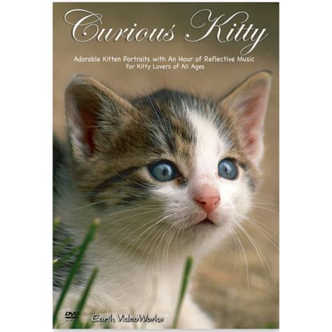 curious kitty dvd