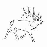 Antlers Elk Drawing Moose Antler Getdrawings Coloring Awesome sketch template