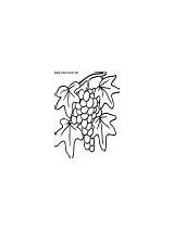 Coloring Pages Vines Tree Fruit Sherriallen Grapes sketch template