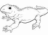 Tuatara Orque Coloriage Dessin Imprimer Printmania Reptiles Colorier sketch template