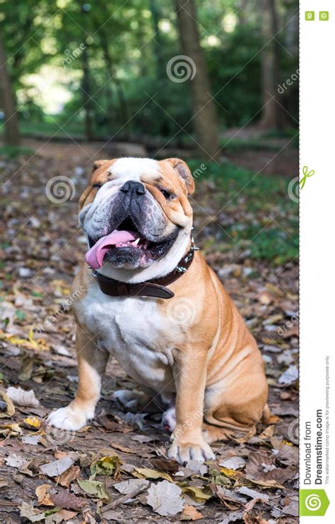 big english bulldog male stock photo image  autumn
