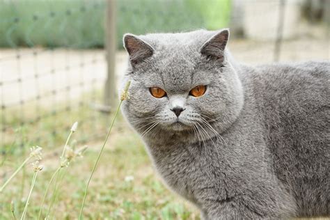 de britse korthaar alles wat je moet weten katten kampioen natuurlijk kattenmeubilair