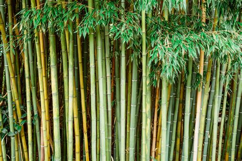 eco friendly  bamboo products  waste management recycling blog