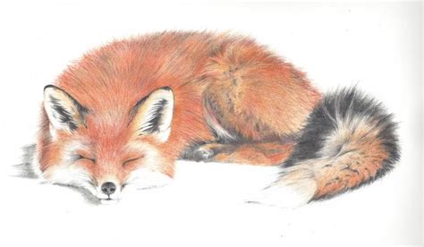 red fox drawings drawings tattoos pinterest