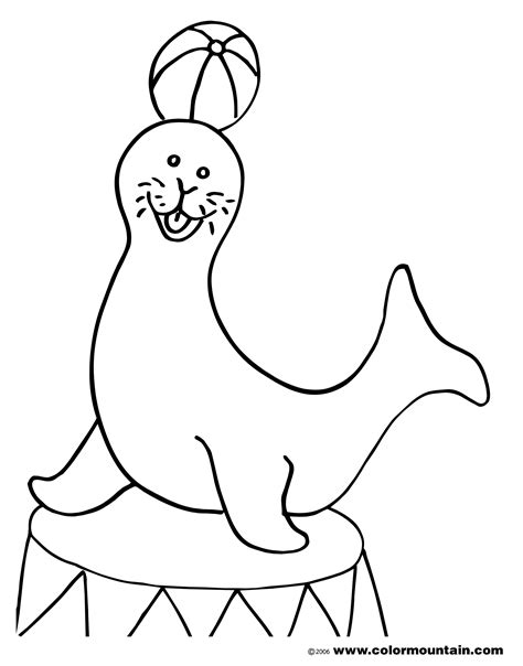 seal coloring pages   print