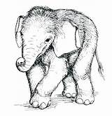 Elephant Baby Coloring Pages Cute Getcolorings Getdrawings Color sketch template