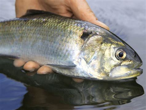 rare twaite shad fish   return  shropshire waters