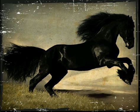black stallion black stallion horses animals