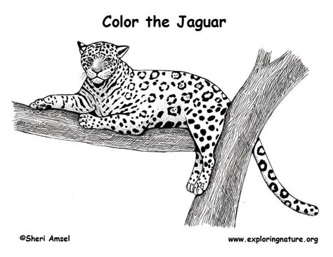 jaguar coloring page