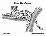Coloring Jaguar Pages Animals Print sketch template