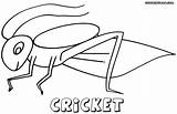 Cricket Coloring Pages Animal Print sketch template