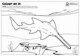 Sawfish Fishy Protected Species Western sketch template
