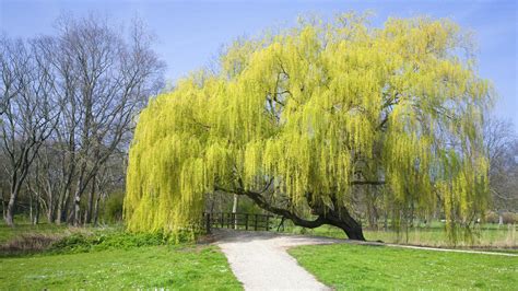 Weeping Willow Tree Guide The Tree Center™