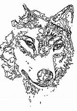 Coloring Pages Wolf Animal Adult Drawing Adults Detailed sketch template