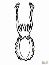 Seppia Cuttlefish sketch template