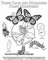 Butterfly Coloring Monarch Pages Parts Habitat Cycle Butterflies Life Choose Board sketch template