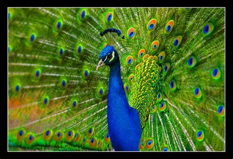 parrot peacock selvam