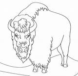 Bison Coloring Clipart Pages Angry Printable Sheet Buffalo Drawing Animal Face Sketch Webstockreview Template sketch template