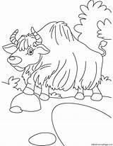 Coloring Yak Walk Pages Toon Link Kids Library Clipart Line sketch template