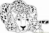 Cheetah Guepardo Colorear Kleurplaat Desenho Deitado Everfreecoloring Coloringpages101 Cheetahs sketch template
