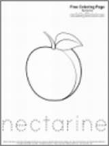 Coloring Fruit Pages Nectarine Kids Space sketch template