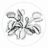 Venus Trap Fly Coloring Getcolorings Pages Color sketch template