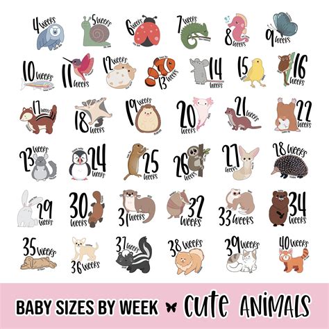 baby sizes  week animals  fruit baby  womb week  etsy