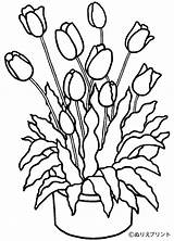 Tulip Coloring Pages Nature Colouring Printable Drawing Kb sketch template